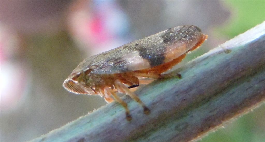 Aphrophora alni?